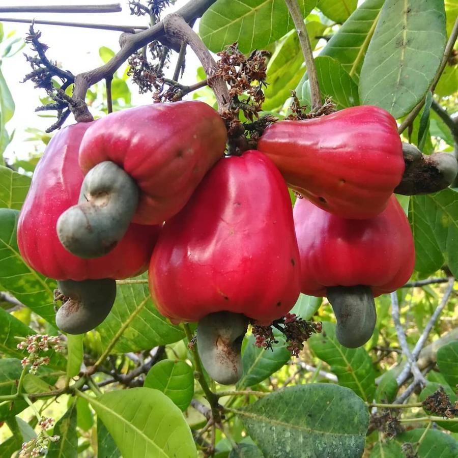 Cashew Nut Bungalow, Ko Mook Extérieur photo